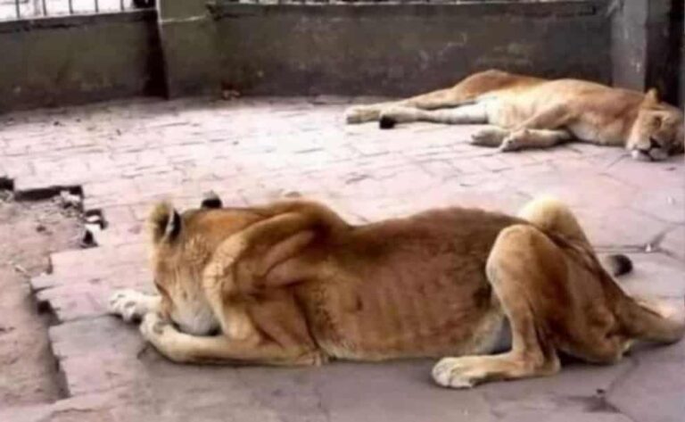 El momento en el que varias leonas atacan a un león macho para acabar con su reinado image Disen%CC%83o sin ti%CC%81tulo 10