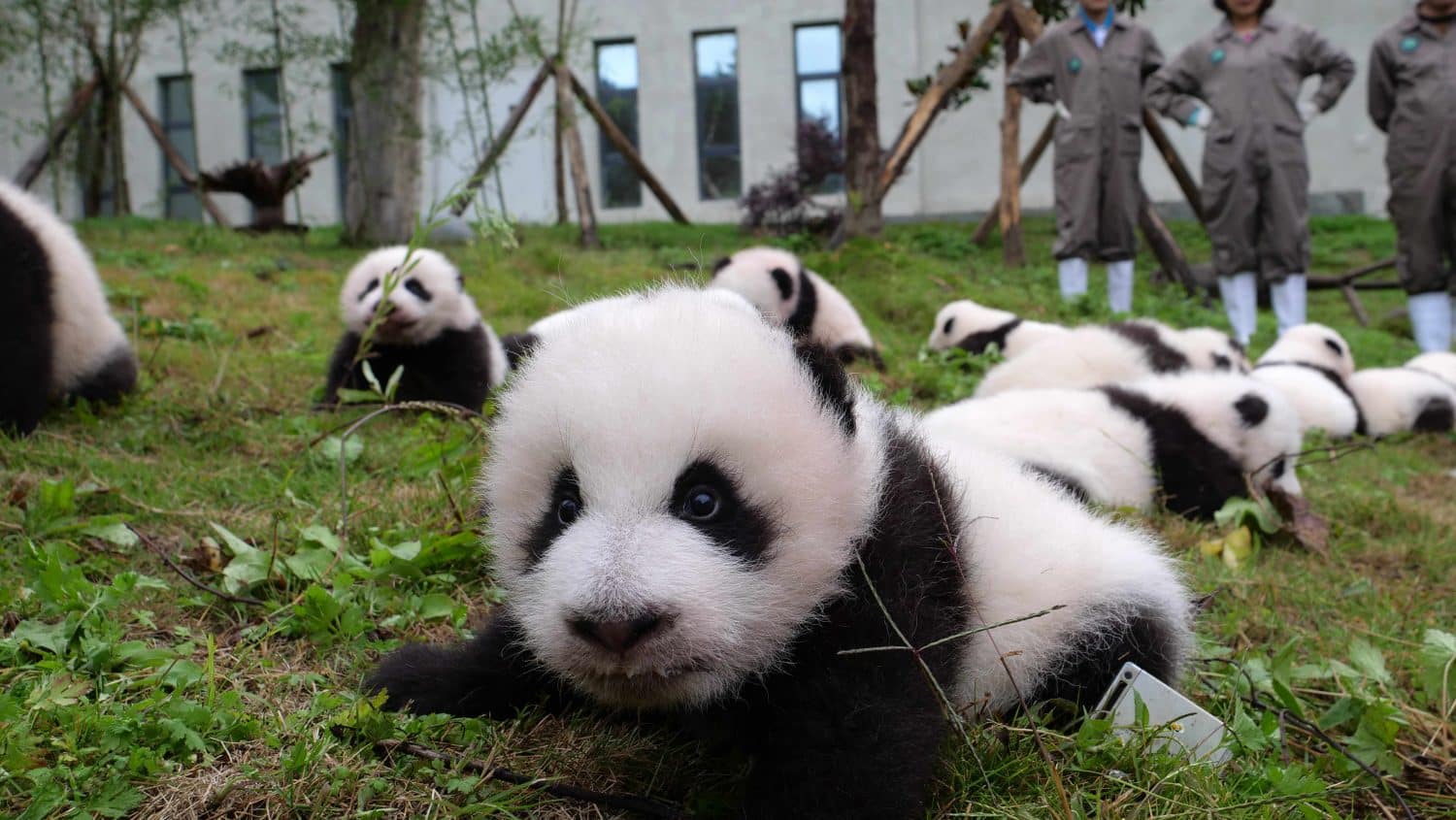 pandas