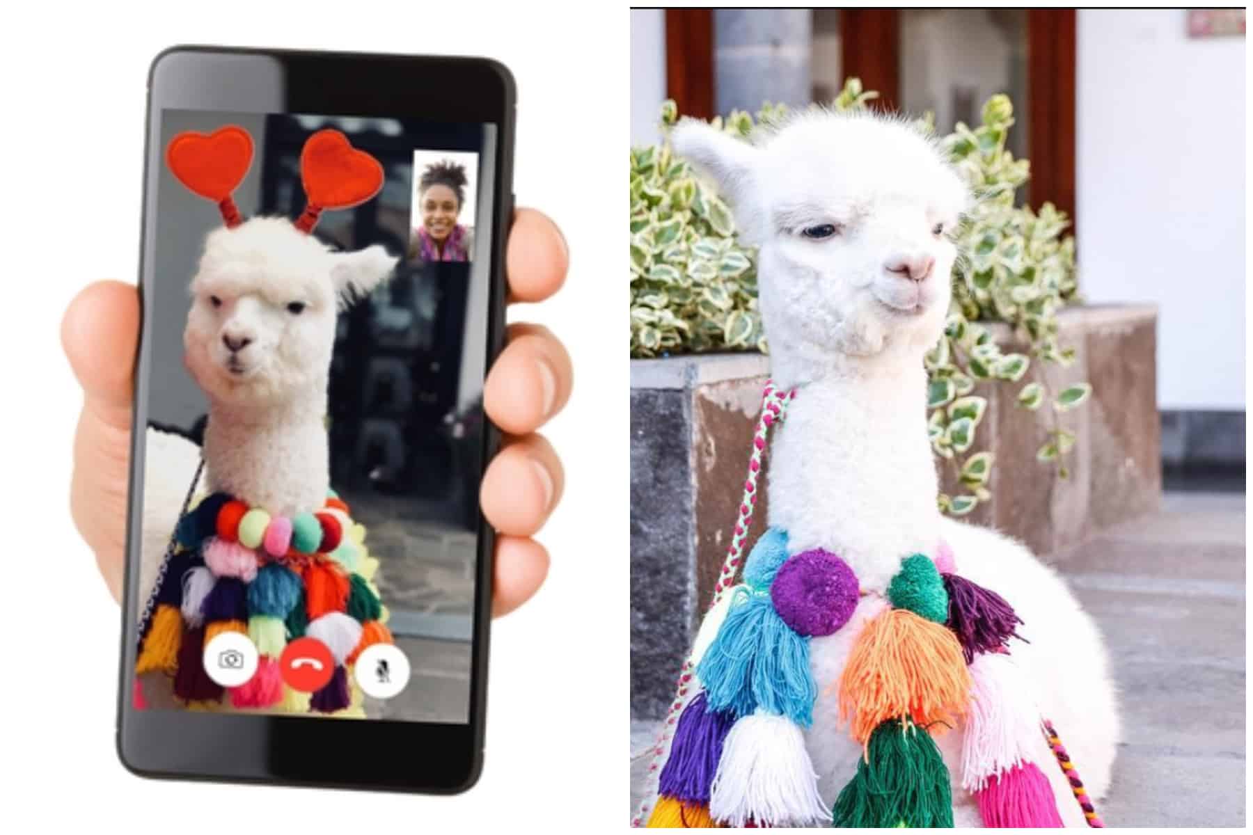 llama