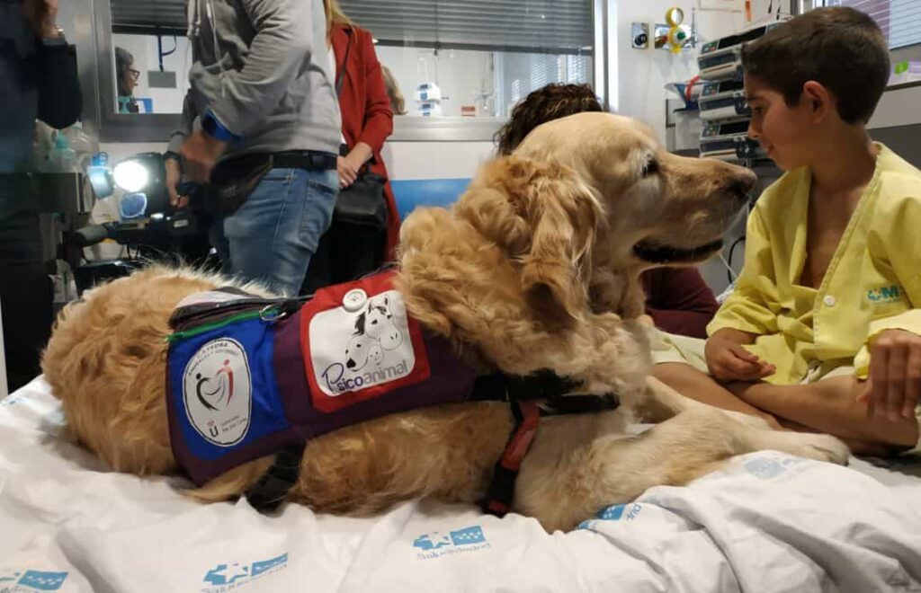 Zenit, el perro terapeuta que ayuda a aliviar el dolor y la ansiedad de los niños hospitalizados image 1553008013 050676 1553008232 noticia normal