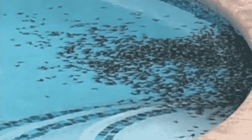 Sapos venenosos invadieron las calles de Palm Beach image 190322 toad pocalypse