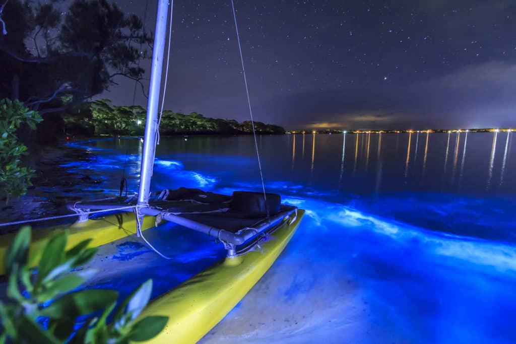 image Bioluminescent Plankton 7