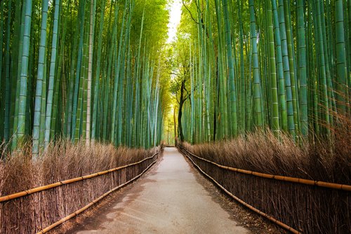 image requisitos para entrar a Bosque de bambu de Arashiyama Kioto Japon