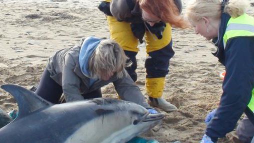 Delfines