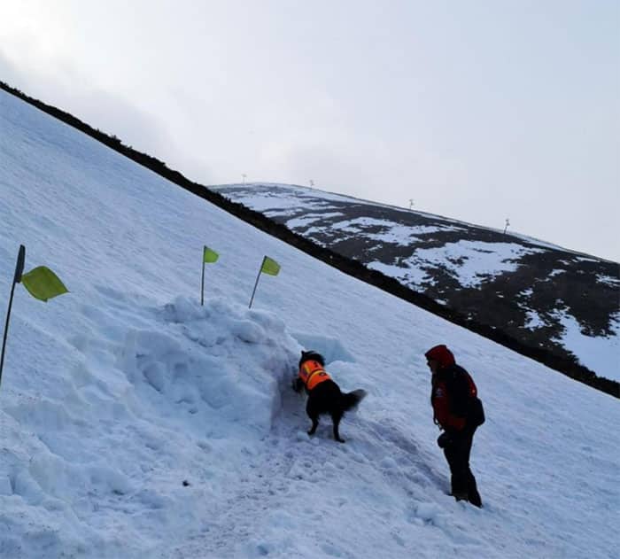 image mountain rescue dog snow 5c73f559e38e4 700