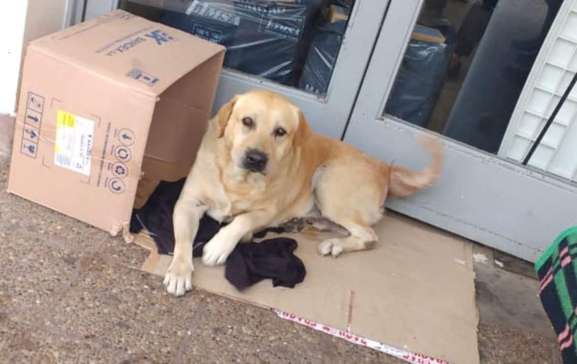 perro-espera-dueno-afuera-hospital-sin-saber-murio