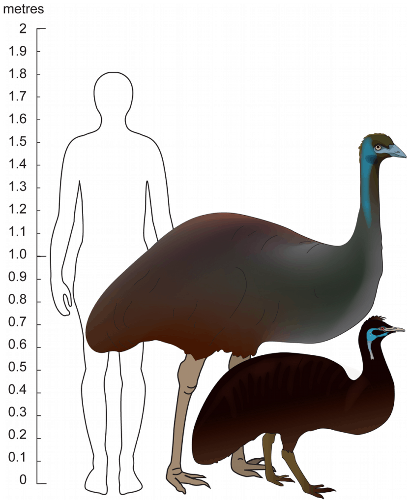 image Emu size