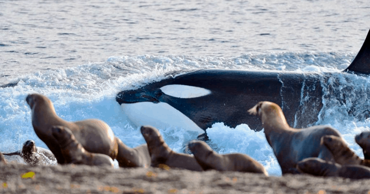 Orcas - Puerto Madryn 2