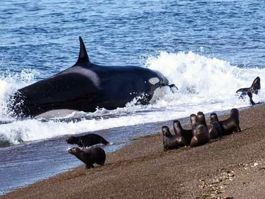 image llegaron nuevas orcas Orcas