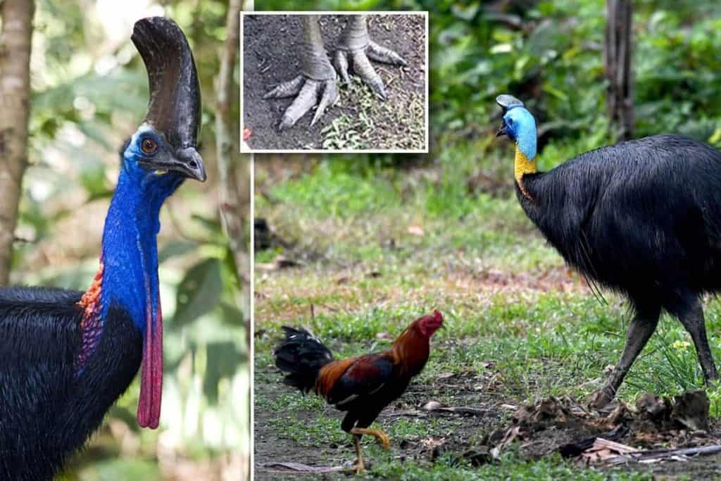 image cassowary 1170x780