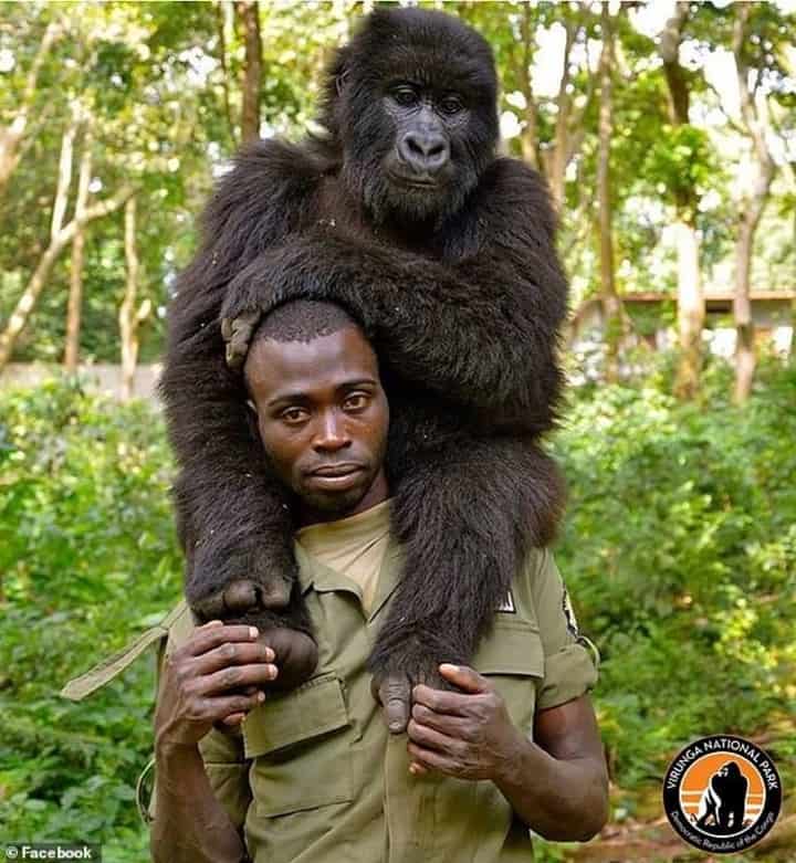 image virunga foto