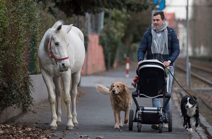 image horse daily walking alone frankfurt germany 1 5cb82b2ef3861 700