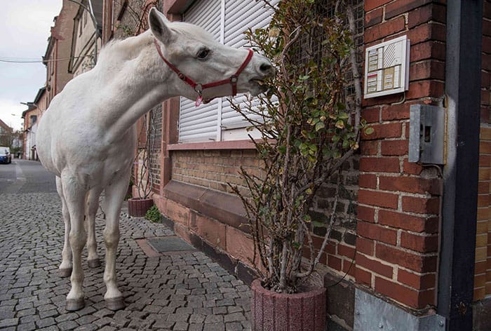 image horse daily walking alone frankfurt germany 6 5cb82b3a5dcae 700