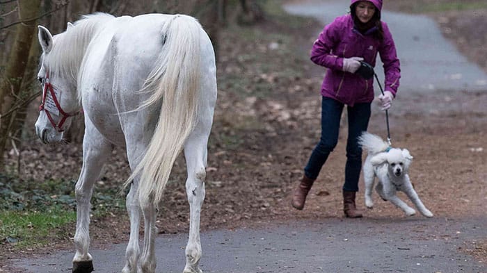 image horse daily walking alone frankfurt germany 7 5cb82b3cb6ed4 700