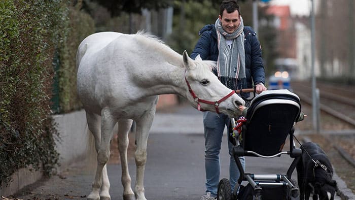 horse-daily-walking-alone-frankfurt-germany-9-5cb82b40d407e__700