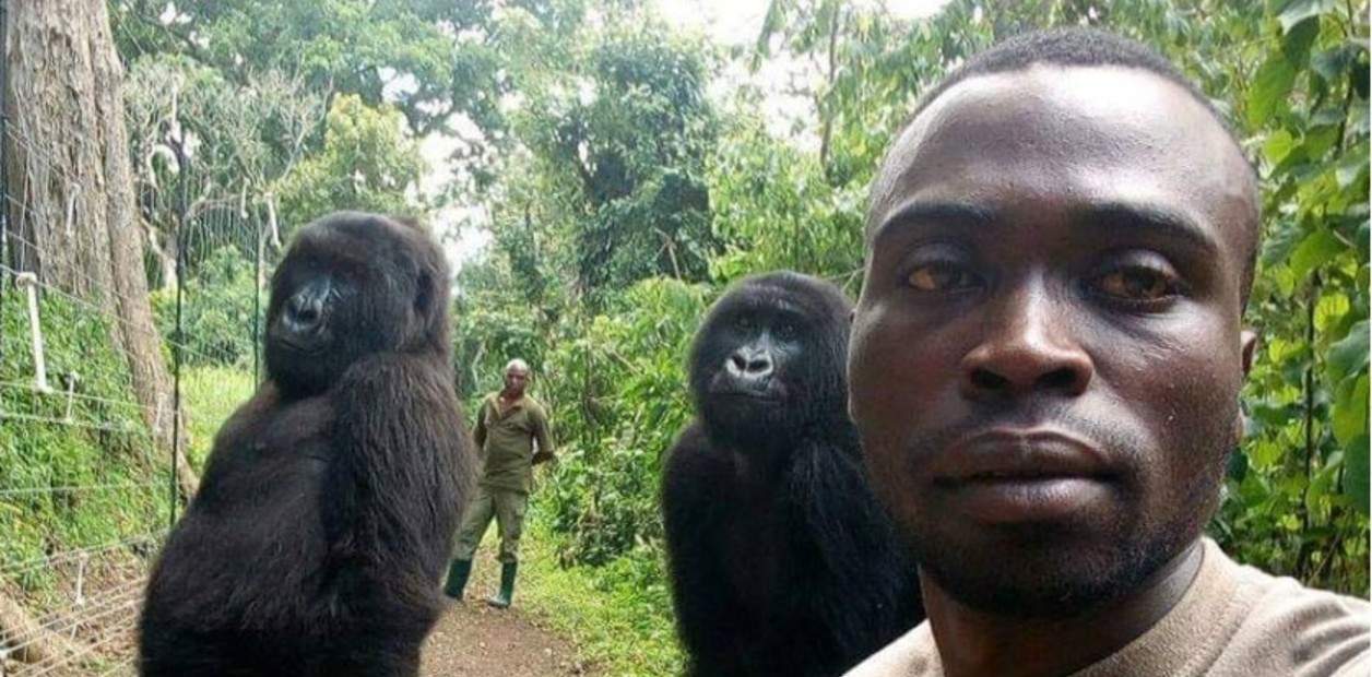 mDyst-IwM_1256x620__1