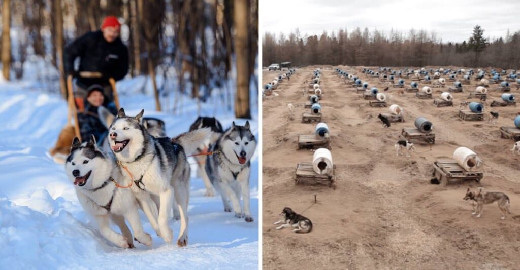 Así son las lamentables condiciones en las que viven los perros de trineo en Canadá image perros