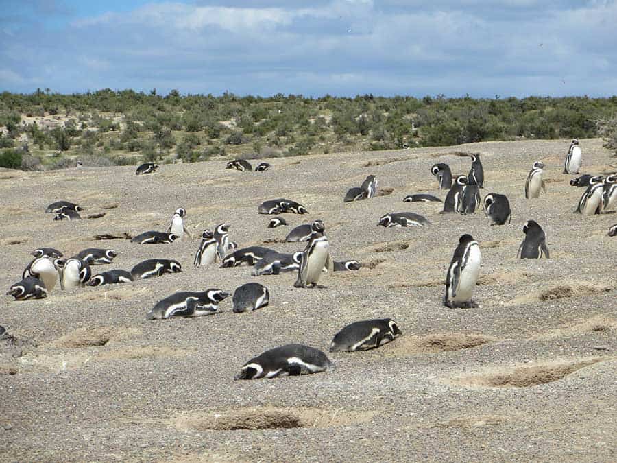 image llegaron nuevas orcas pinguinos