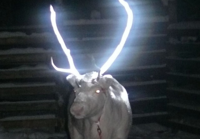 image reflectiveantlers2