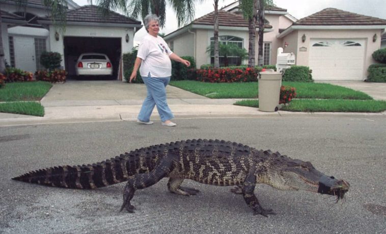 image walking gator e1555419635188