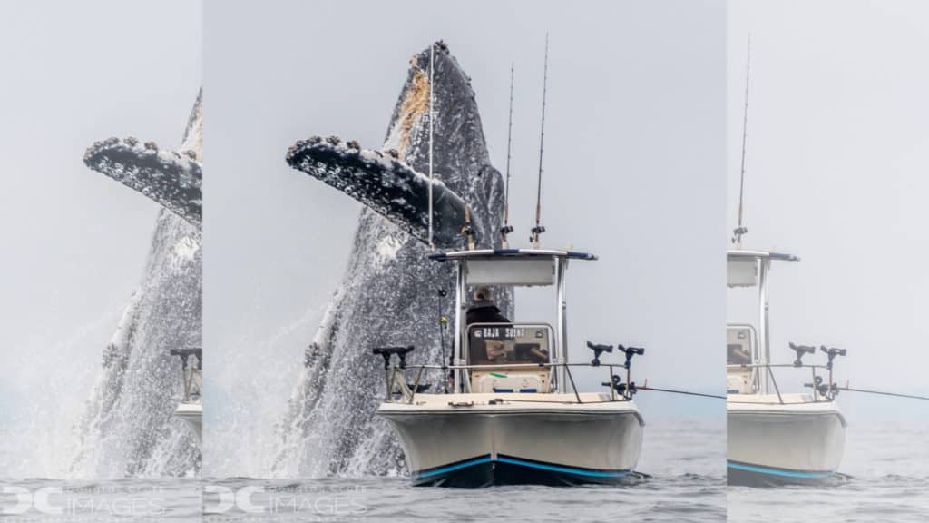 image Diseño sin título