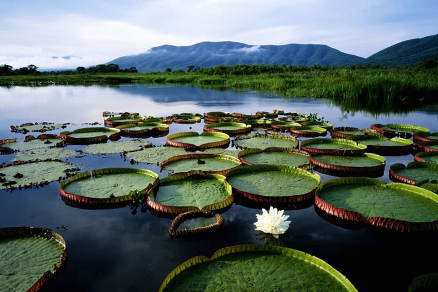 image amazonas