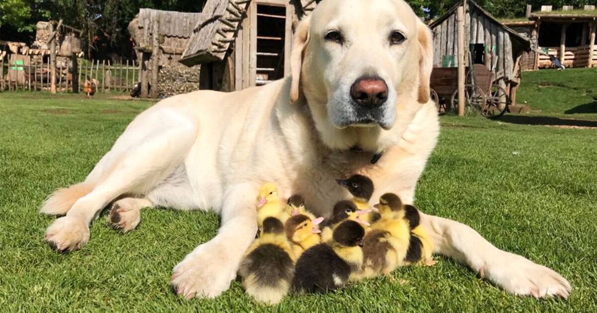 Dog adopts nine ducklings, Mountfitchet Castle, Essex, UK - 21 May 2018