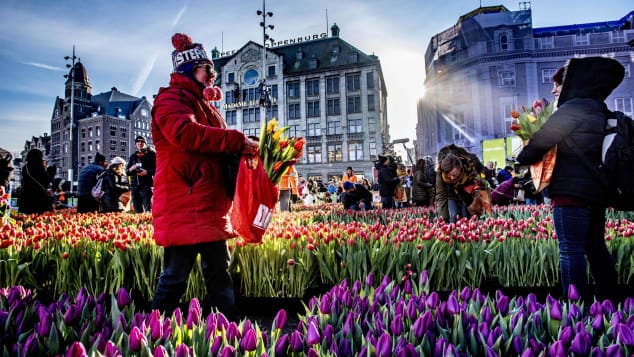 image http cdn.cnn .com cnnnext dam assets 190522213348 amsterdam tulips 1