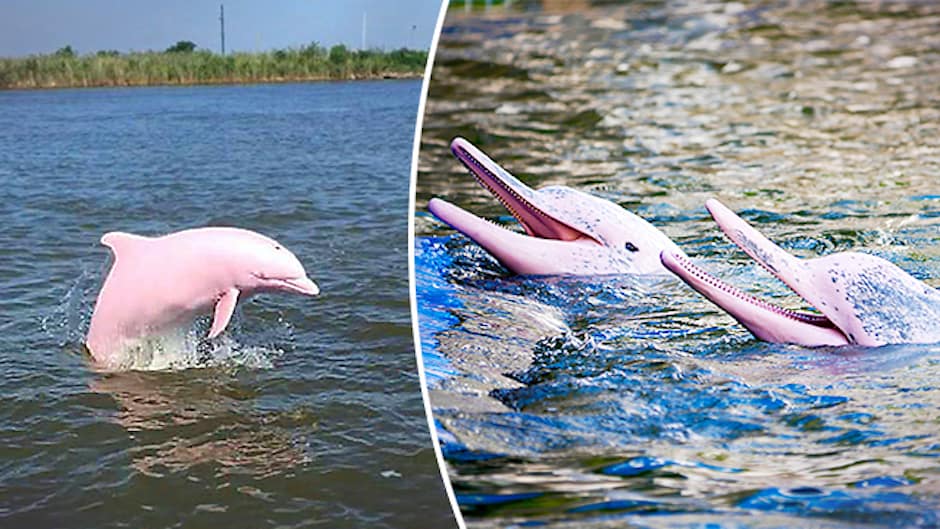 image pink 45637