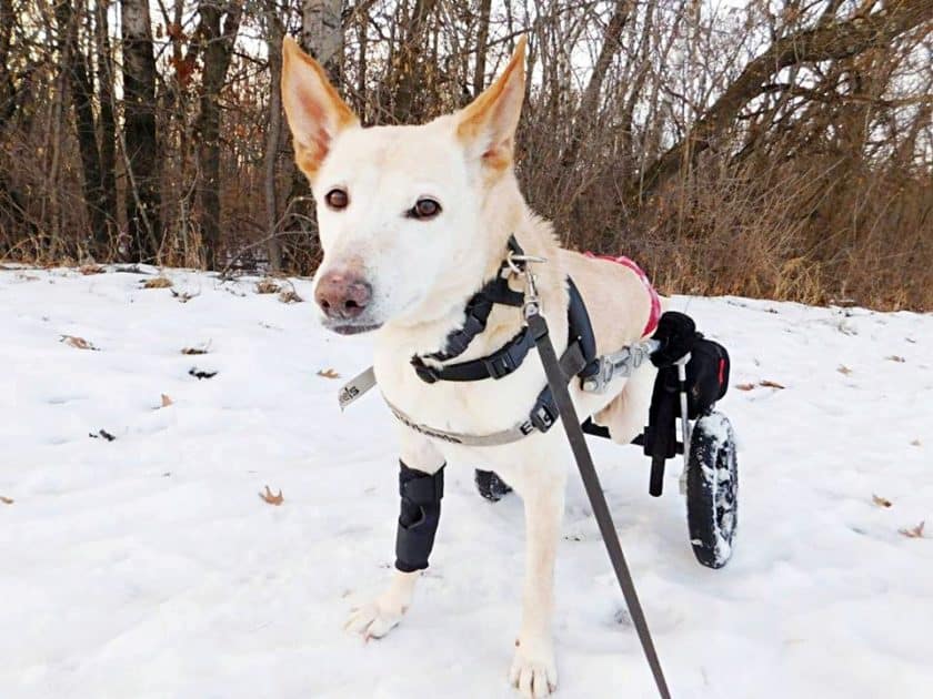 image 1553609728 894 Paralyzed dog was dumped on street with dilapidated wheelchair and bag of diapers