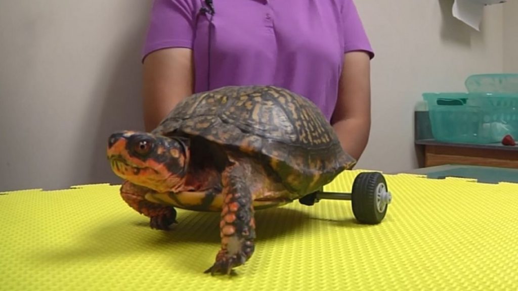Construyeron un silla de ruedas Lego para esta tortuga que perdió sus patitas traseras image Box turtle without legs gets custom Lego 2 93484698 ver1.0 1280 720
