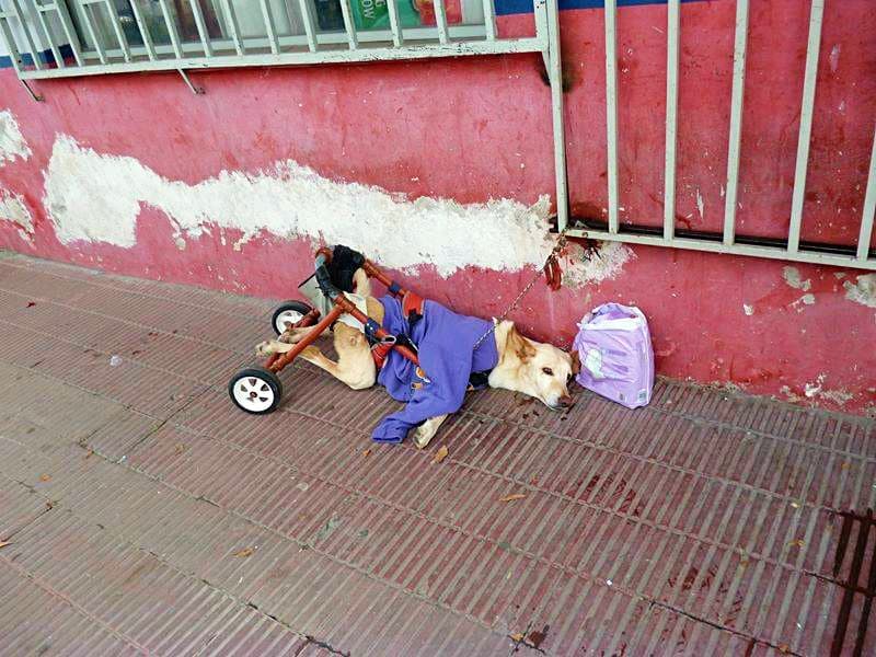 image Paralyzed dog was dumped on street with dilapidated wheelchair and bag of diapers