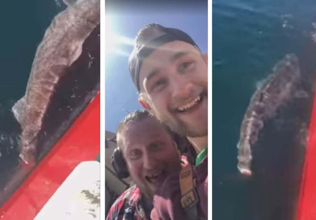 Le cortaron la cola a un tiburón, por pura maldad, antes de devolverlo al mar 2 Le cortaron la cola a un tiburón, por pura maldad, antes de devolverlo al mar