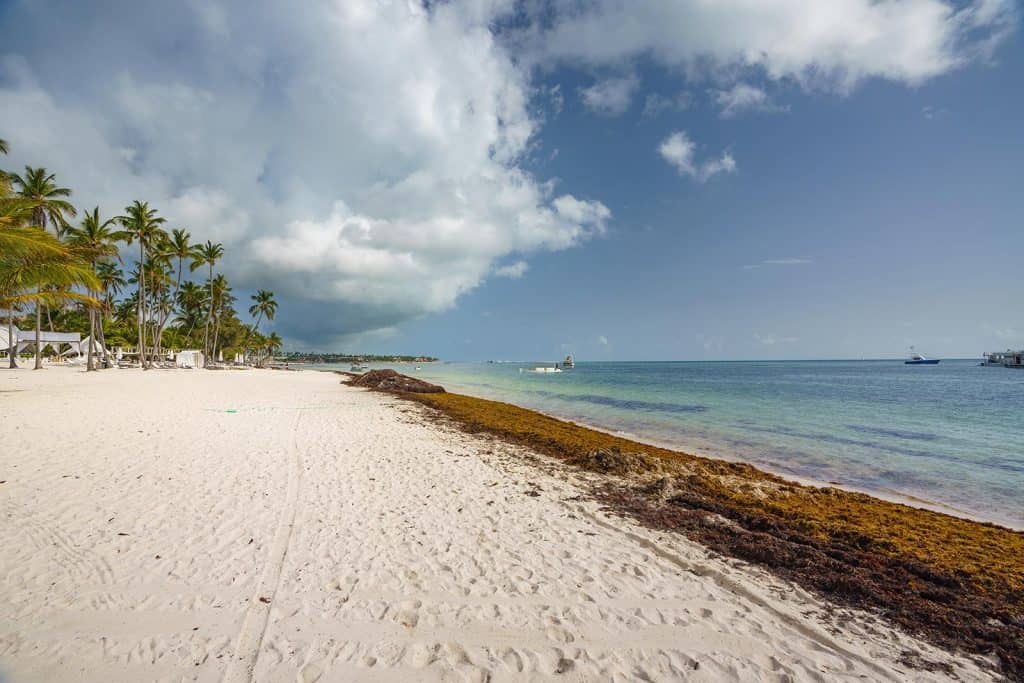 image sargazo palmeras playa 1024x683