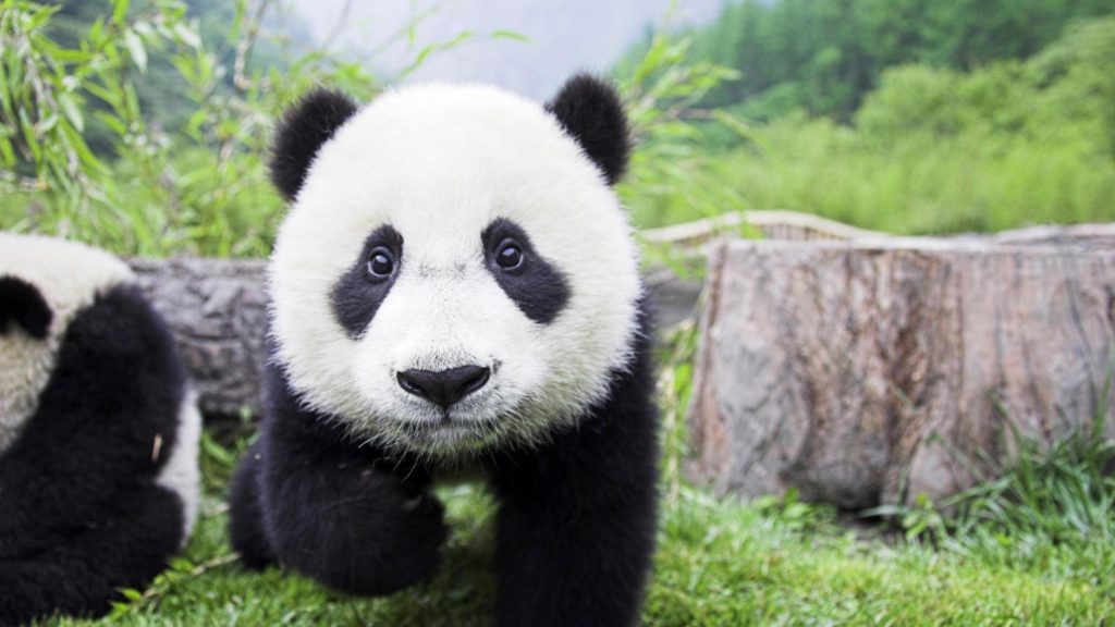 China creará un santuario gigante para proteger a los osos panda de los cazadores furtivos image ChinA