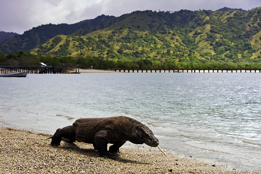 image Komodo dragon at Komodo National Park