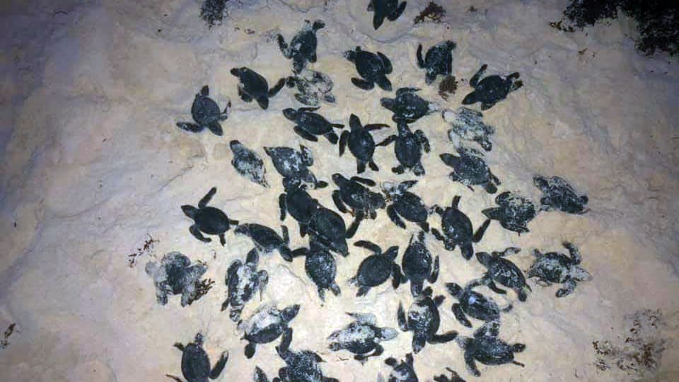 Tortugas