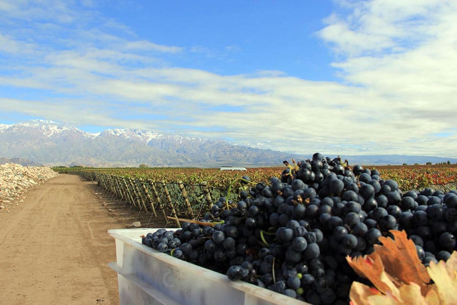 image Zuccardi 1