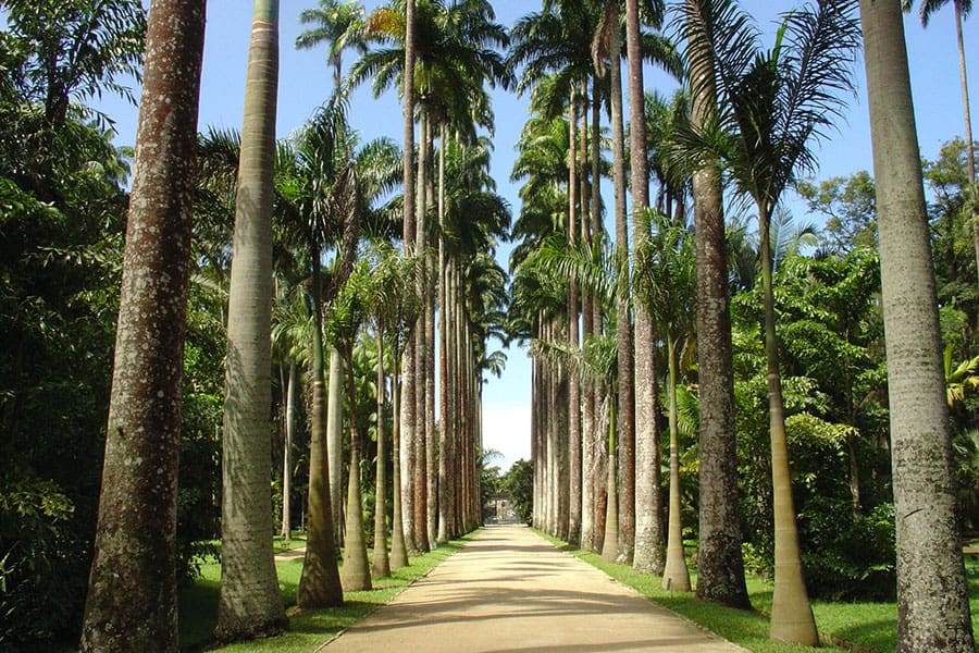 image Cómo llegar a Parque Lage palmeiras 1