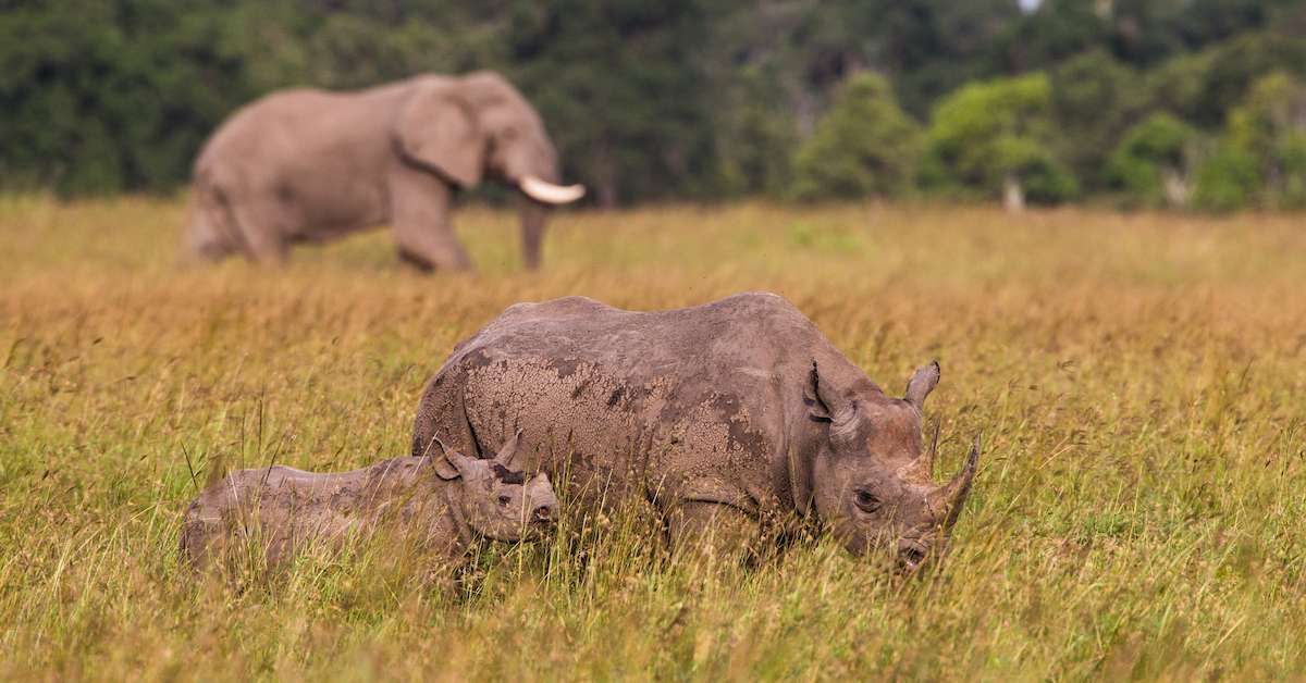 rhino-elephant-tanzania-africa-1563205408346