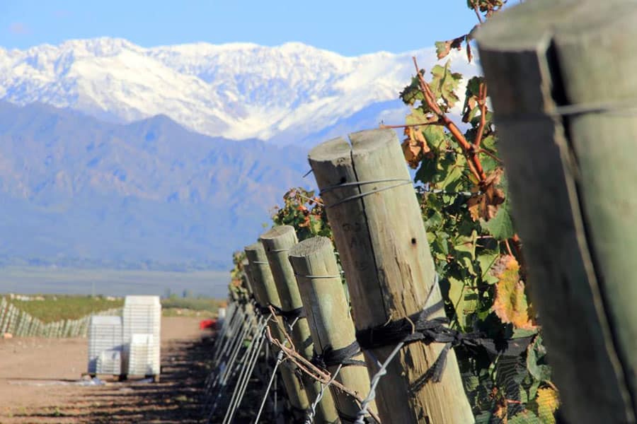 image zuccardi 3