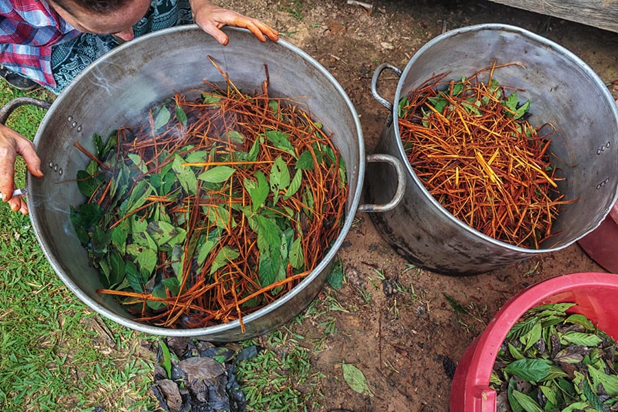 image ayahuasca coccion