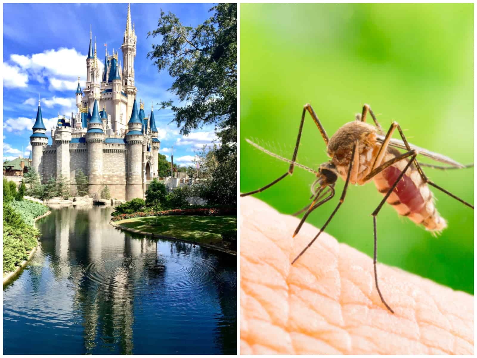 disneymosquito