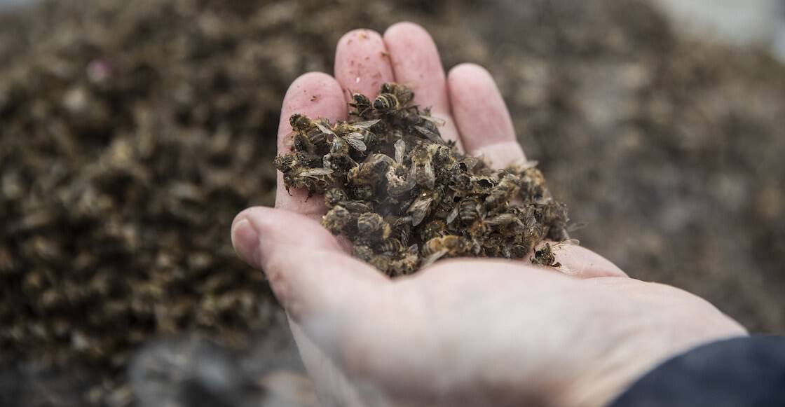 BONN, GERMANY - APRIL 26: Protester shows a dead bees that died by pesticides during a protest prior shareholders meeting of German chemicals and pharmaceuticals conglomerate Bayer AG on April 26, 2019 in Bonn, Germany. The general meeting is expected to be contentious, with shareholders likely to grill company leadership over Bayer's acquisition last year of U.S. agrochemicals giant Monsanto. Bayer is facing a string of potentially costly lawsuits over Monsanto's Roundup weedkiller, which has been linked to cancer cases (Photo by Maja Hitij/Getty Images)