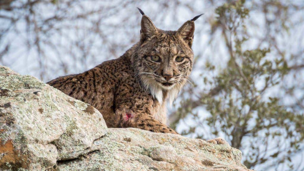 image lince