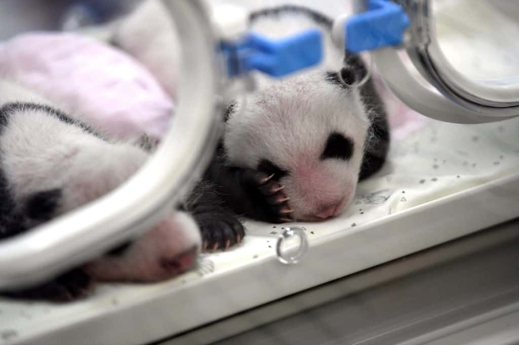 A pair of giant panda twins is kept in an incubator at a zoo in Chongqing, China, 23 July 2019.

Two giant pandas in a zoo in southwest China's Chongqing Municipality gave birth to two pairs of twins on 23 June 2019. Female panda Lanxiang, 17, gave birth to a pair of male cubs in the wee hours of June 23, weighing 167 and 115 grams, respectively. Another female panda, Mangzai, gave birth to a pair of female cubs in the afternoon on the same day, measuring 142 and 160 grams in weight, respectively. This was the second time that the two giant pandas gave birth to twins, according to the zoo.