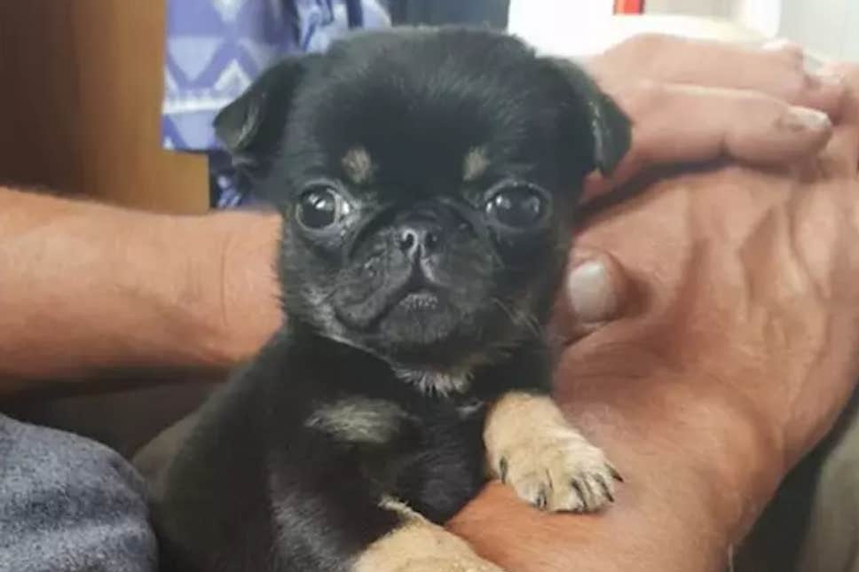 pugpuppy3