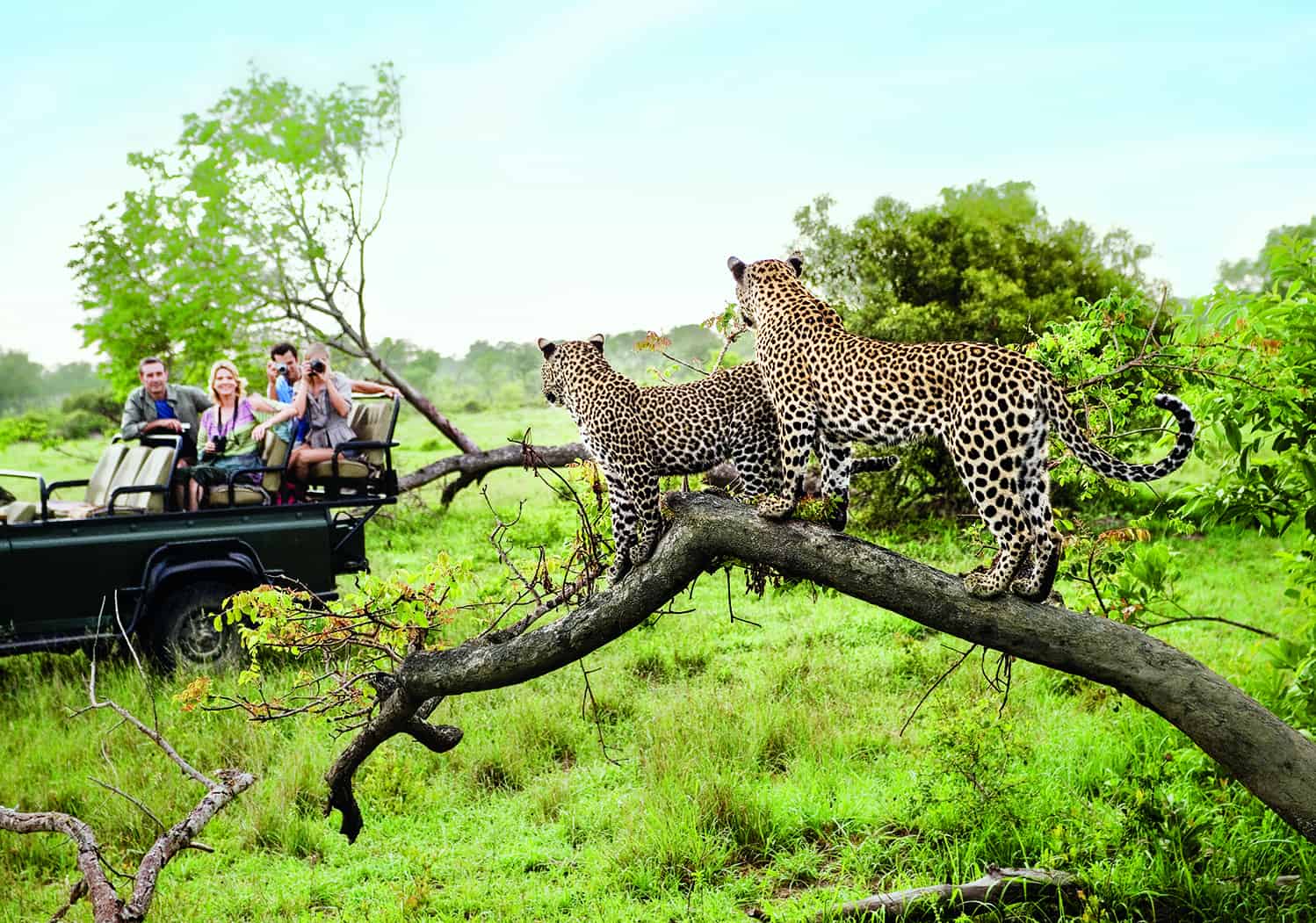 Two leopards on tree watching tourists in jeep, back view