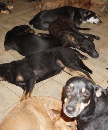 image Bahamas Woman Takes In Dogs Hurricane Dorian