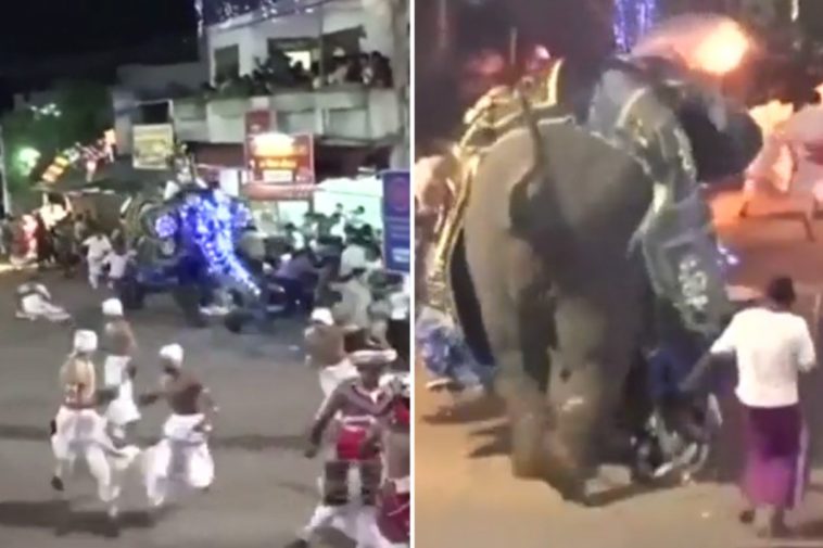 image Moment tortured elephant rampages through crowd injuring 18 after being